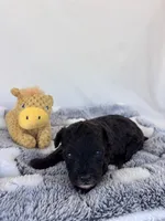 Calvin, a male Yorkipoo for sale in Austin, TX – 4 of 6