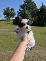 Minnie, a female Yorkshire Terrier for sale in Montalba, TX – 2 of 2