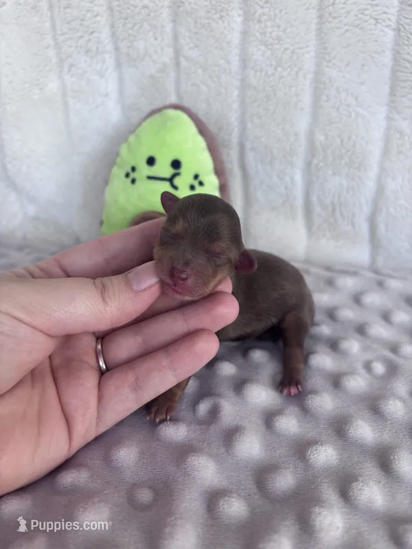 Tanner – Yorkshire Terrier puppy for sale in Spring, TX