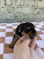 Peter, a male Yorkshire Terrier for sale in Tulsa, OK – Photo 3 of 6