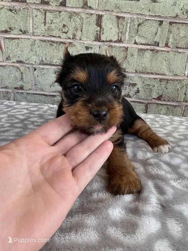 ACA Peter – Yorkshire Terrier puppy for sale in Oklahoma City, OK