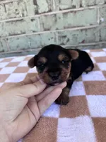 Peter, a male Yorkshire Terrier for sale in Tulsa, OK – Photo 2 of 6