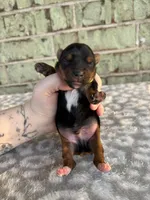 Peter, a male Yorkshire Terrier for sale in Dallas, TX – Photo 2 of 6