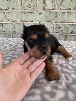 ACA Peter, a male Yorkshire Terrier for sale in Oklahoma City, OK – Photo 4 of 5