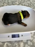 Peter, a male Yorkshire Terrier for sale in Dallas, TX – Photo 5 of 6