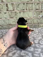 Peter, a male Yorkshire Terrier for sale in Dallas, TX – Photo 6 of 6