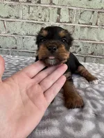 ACA Peter, a male Yorkshire Terrier for sale in Oklahoma City, OK – Photo 3 of 5