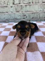 Peter, a male Yorkshire Terrier for sale in Tulsa, OK – Photo 4 of 6