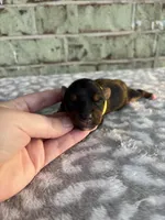 Peter, a male Yorkshire Terrier for sale in Dallas, TX – Photo 1 of 6