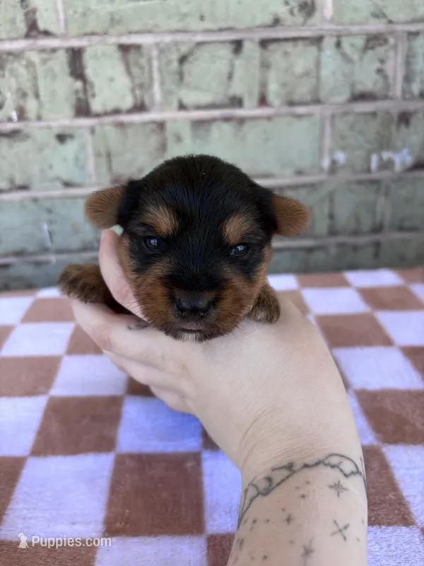 Peter – Yorkshire Terrier puppy for sale in Houston, TX