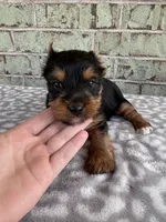 ACA Peter, a male Yorkshire Terrier for sale in Oklahoma City, OK – Photo 2 of 5