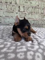 ACA Peter, a male Yorkshire Terrier for sale in Oklahoma City, OK – Photo 5 of 5