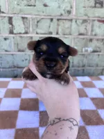 Peter, a male Yorkshire Terrier for sale in Tulsa, OK – Photo 5 of 6