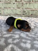 Peter, a male Yorkshire Terrier for sale in Dallas, TX – Photo 4 of 6