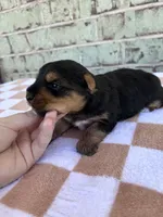 Peter, a male Yorkshire Terrier for sale in Tulsa, OK – Photo 6 of 6