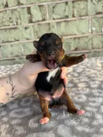 Peter, a male Yorkshire Terrier for sale in Dallas, TX – Photo 3 of 6