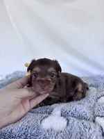 Cade, a male Yorkshire Terrier for sale in Austin, TX – 2 of 6
