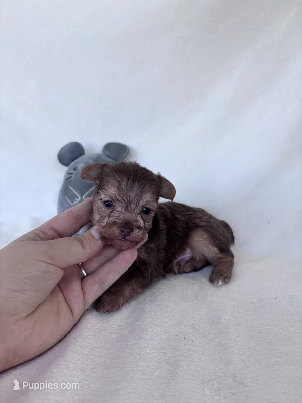 Tanner – Yorkshire Terrier puppy for sale in Austin, TX