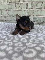 ACA Pepper, a female Yorkshire Terrier for sale in Oklahoma City, OK – Photo 8 of 8