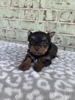 ACA Pepper, a female Yorkshire Terrier for sale in Oklahoma City, OK – Photo 5 of 8