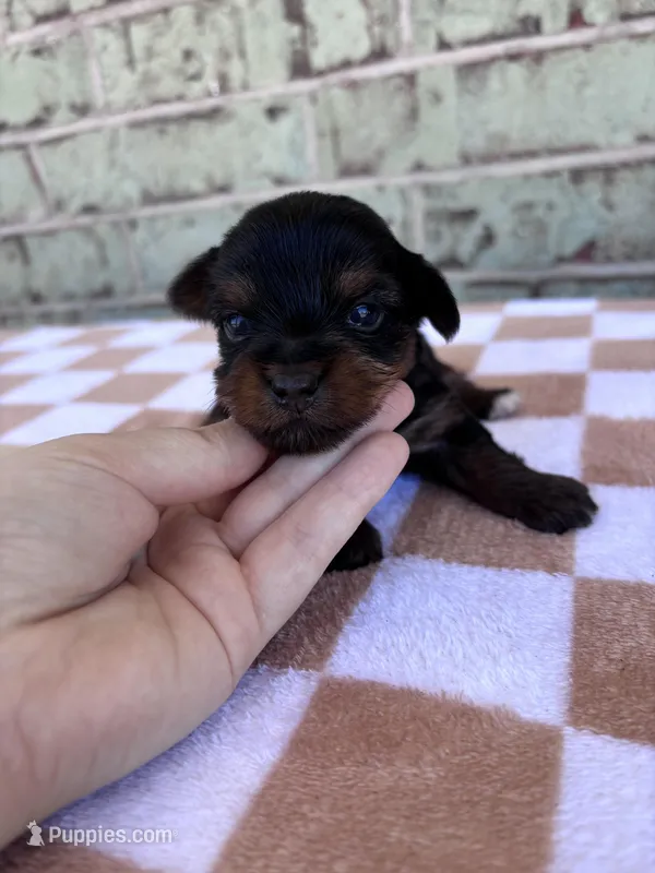 Pepper – Yorkshire Terrier puppy for sale in Houston, TX