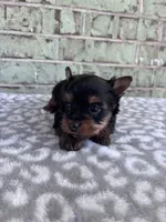 ACA Pepper, a female Yorkshire Terrier for sale in Oklahoma City, OK – Photo 6 of 8