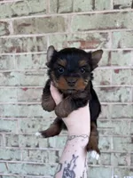 ACA Pepper, a female Yorkshire Terrier for sale in Oklahoma City, OK – Photo 4 of 8