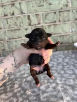 Pepper, a female Yorkshire Terrier for sale in Dallas, TX – Photo 4 of 7