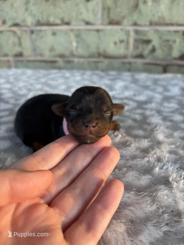 Pepper – Yorkshire Terrier puppy for sale in Dallas, TX