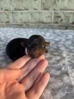 Pepper, a female Yorkshire Terrier for sale in Dallas, TX – Photo 1 of 7