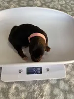 Pepper, a female Yorkshire Terrier for sale in Dallas, TX – Photo 7 of 7