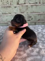 Pepper, a female Yorkshire Terrier for sale in Dallas, TX – Photo 6 of 7