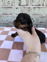 Pepper, a female Yorkshire Terrier for sale in Tulsa, OK – Photo 4 of 6