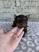ACA Pepper, a female Yorkshire Terrier for sale in Oklahoma City, OK – Photo 2 of 8