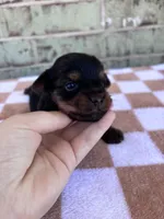 Pepper, a female Yorkshire Terrier for sale in Tulsa, OK – Photo 3 of 6