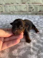 Pepper, a female Yorkshire Terrier for sale in Dallas, TX – Photo 2 of 7