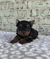 ACA Pepper, a female Yorkshire Terrier for sale in Oklahoma City, OK – Photo 3 of 8