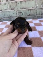 Pepper, a female Yorkshire Terrier for sale in Tulsa, OK – Photo 5 of 6