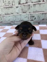 Pepper, a female Yorkshire Terrier for sale in Tulsa, OK – Photo 6 of 6