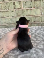 Pepper, a female Yorkshire Terrier for sale in Dallas, TX – Photo 5 of 7