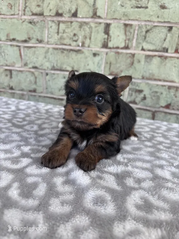 ACA Pepper – Yorkshire Terrier puppy for sale in Oklahoma City, OK
