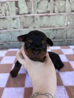 Pepper, a female Yorkshire Terrier for sale in Tulsa, OK – Photo 2 of 6