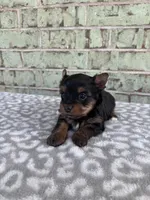 ACA Pepper, a female Yorkshire Terrier for sale in Oklahoma City, OK – Photo 7 of 8