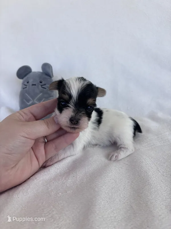 Bear – Yorkshire Terrier puppy for sale in Austin, TX