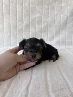 CKC Holden, a male Yorkshire Terrier for sale in Oklahoma City, OK – 4 of 6