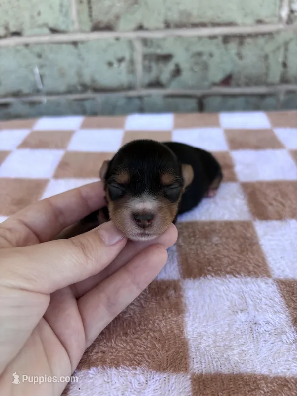Hope – Yorkshire Terrier puppy for sale in Conroe, TX