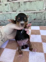 Hope, a female Yorkshire Terrier for sale in Conroe, TX – Photo 2 of 6