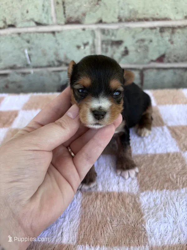 APRI Hope – Yorkshire Terrier puppy for sale in Conroe, TX