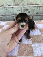 APRI Hope, a female Yorkshire Terrier for sale in Conroe, TX – Photo 1 of 4