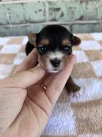 APRI Hope, a female Yorkshire Terrier for sale in Conroe, TX – Photo 2 of 4